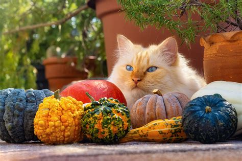 Pumpkin Cat Wallpaper