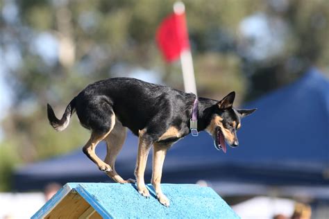 Australian Kelpie: The Ultimate Breed Guide 2020 | Pups4Sale breeders links and breed ...