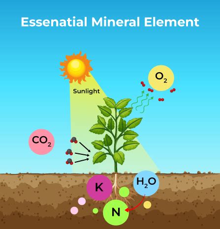 Essential Mineral Elements - Mineral Nutrition: Class 11