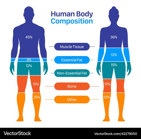 Male Vs Female Human Body