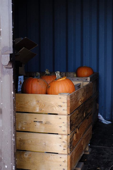 Blue Pumpkins Photos, Download The BEST Free Blue Pumpkins Stock Photos & HD Images