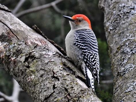 Lovely picture of a male Red-bellied Woodpecker – Drew Monkman