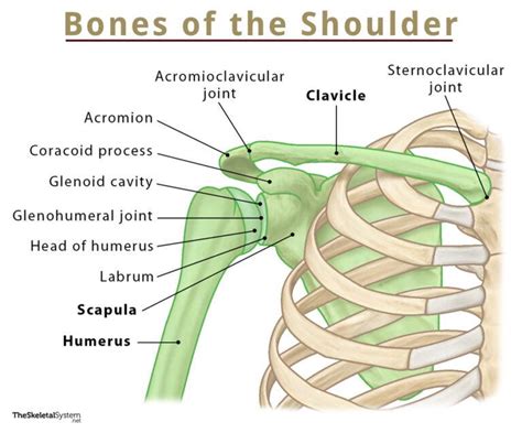 Shoulder Bones - Names, Anatomy, & Labeled Diagram