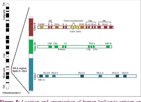 Figure 1 from The human leukocyte antigen system … simplified | Semantic Scholar