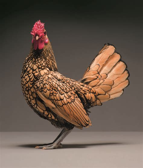 We Photographed Hundreds Of The Most Beautiful Chickens, And Just Look At Them! | Bored Panda