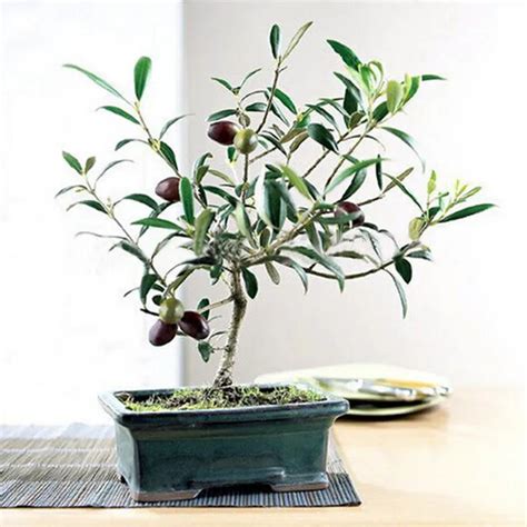 Olive Bonsai tree (Olea Europaea) Seeds, Mini Olive Tree, Olive Bonsai Fresh Exotic Tree Seeds ...