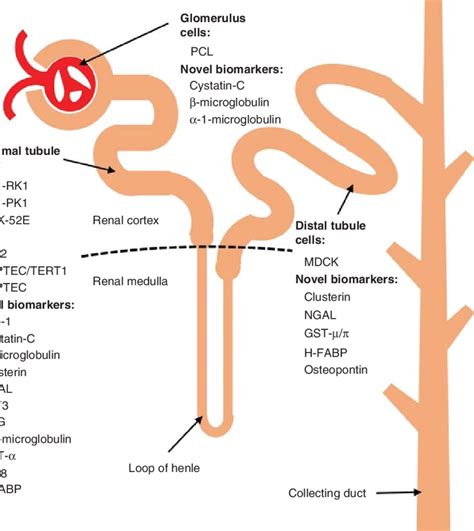 Diagrammatic Representation Of A Nephron Showing Blood Vessels Duct | The Best Porn Website