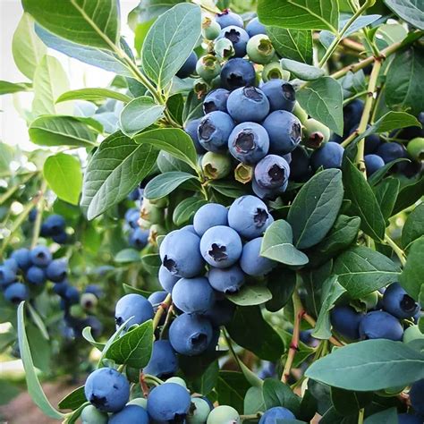 Sunshine Blue Blueberry Bush For Sale Online | The Tree Center