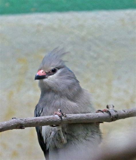 Pictures and information on Blue-naped Mousebird