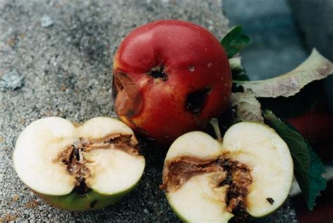 Codling moth damage – Apples and pears – Te Ara Encyclopedia of New Zealand