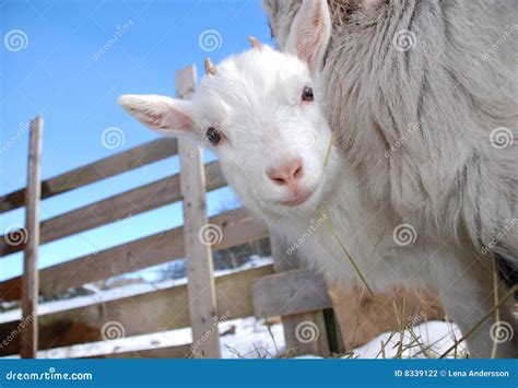 Curious goat kid stock photo. Image of white, baby, blue - 8339122