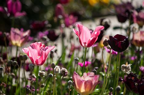 Black & Pink Tulips - Authentic Stock Photos