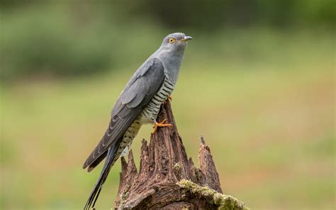 Common Cuckoo | Audubon Field Guide