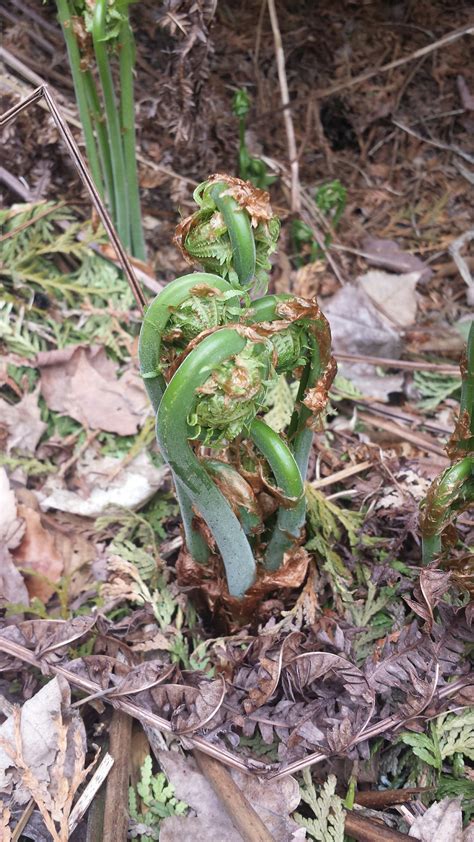 fiddlehead identification