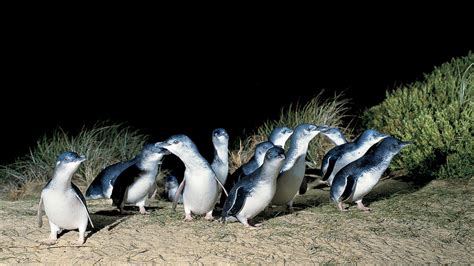 One Day Phillip Island Penguin Parade Ultimate Eco Tour, Tour ...