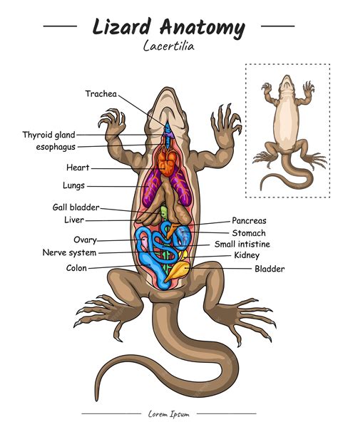 Premium Vector | Lizard anatomy a diagram of a lizard with the internal organs