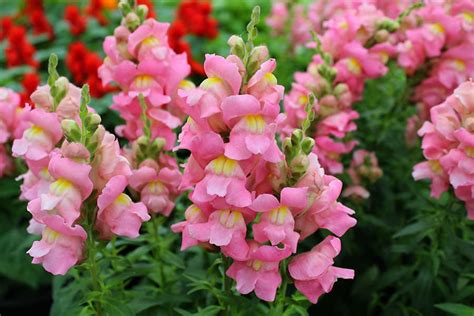 A Grower's Guide to Selling Cut Flowers at the Farmer's Market