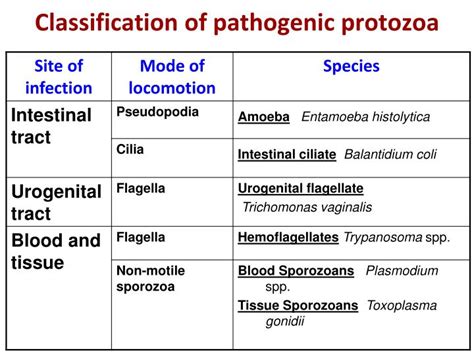 PPT - Parasitology PowerPoint Presentation - ID:2277763