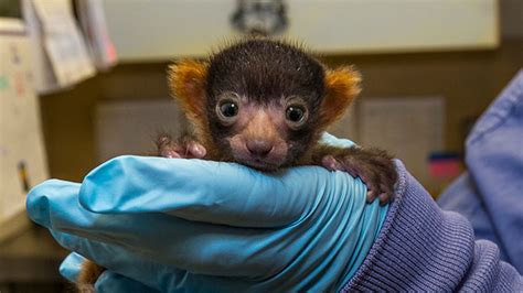 The San Diego Zoo Just Welcomed a Rare Lemur Baby | Mental Floss