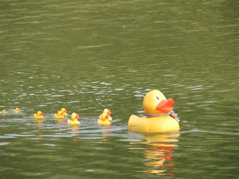 Radio-controlled Duck | This was paddling around one of the … | Flickr