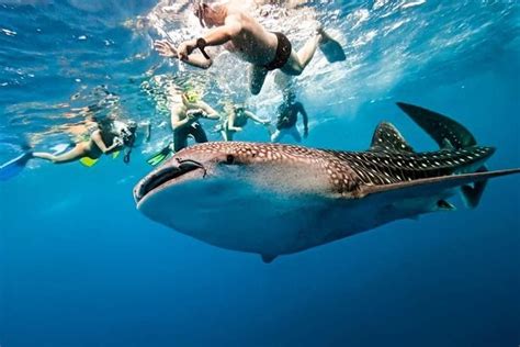 Whale Shark Watching + Simala Church Day Tour 2024 - Cebu - Viator