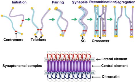 A schematic diagram for homolog interaction and the synaptonemal ...