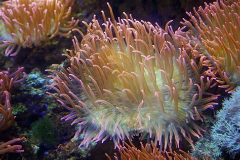 Anemones Coral Underwater · Free photo on Pixabay