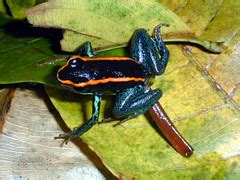 Poison dart frog. Costa Rica. Rainforest, Osa Peninsula | Flickr