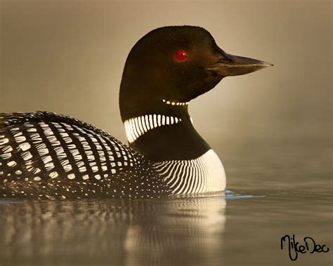 The Minnesota State Bird (Common Loon) on June 27, 2015 - FM Forums