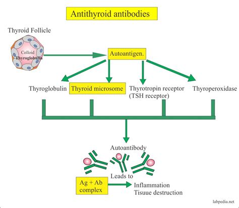 Anti-Thyroid Microsomal Antibody, Anti-Thyroid Peroxidase antibody, Thyrotropin-Receptor ...