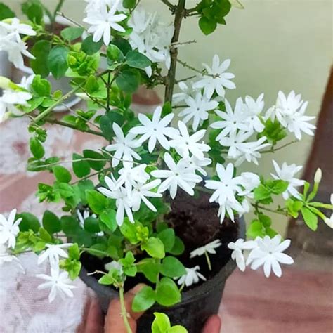 Organic Jasmine Flower Plants, Color : Green at Best Price in Panchkula ...