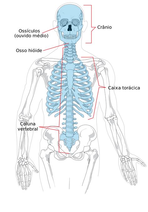 the skeleton and its major bones are labeled in this diagram, with ...