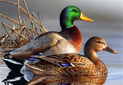 duck paintings | South Dakota man takes second in 2011 Federal Duck Stamp contest in 2023 | Duck ...