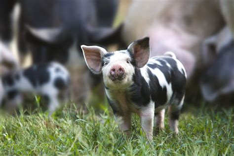 How to Choose Pig Breeds For Your Farm