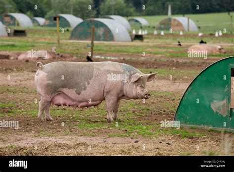 Pigs at Packington Pig farm, near Tamworth, Staffordshire Stock Photo ...