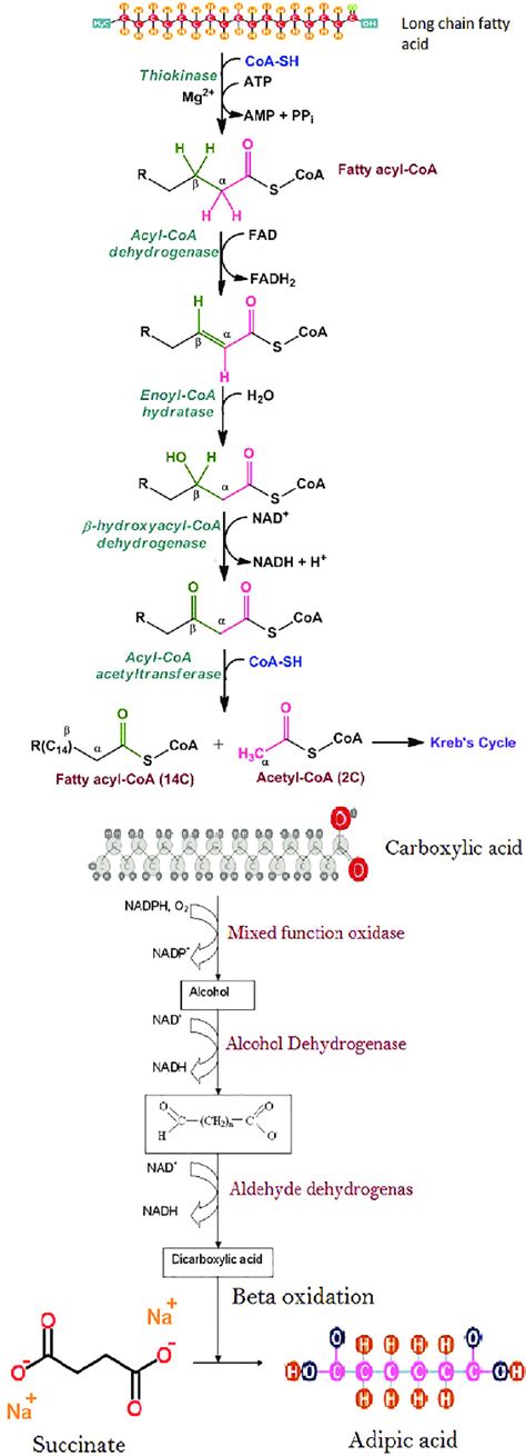 Beta oxidation (up) and omega oxidation [44] of fatty acids. | Download ...