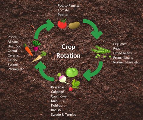 Crop Rotation | Fruit Hill Farm Blog