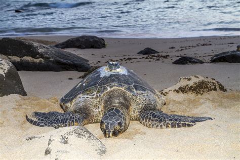 Turtle Beach sunset Oahu Hawaii Photograph by Jianghui Zhang - Fine Art ...