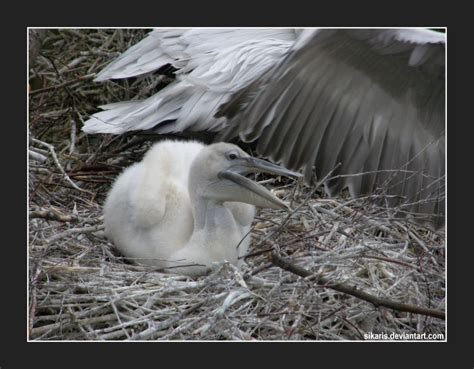 Baby Pelican 4 by Sikaris on DeviantArt