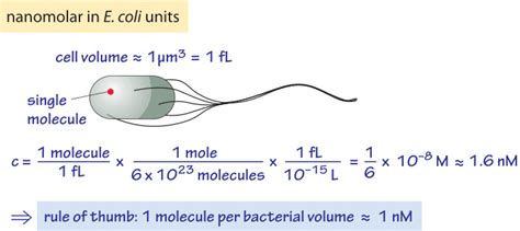 » Order-of-Magnitude Biology Toolkit