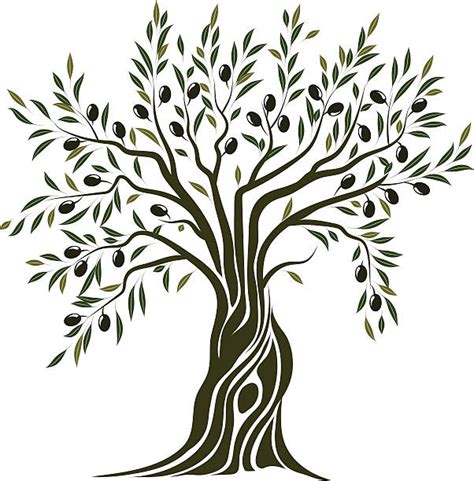 Olive Tree Illustrations, Royalty-Free Vector Graphics & Clip Art - iStock