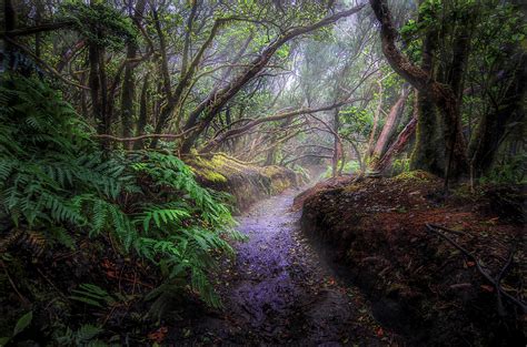 Misty Forest Path Wallpapers - Wallpaper Cave