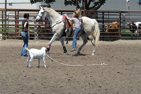 Goat Roping | Flickr - Photo Sharing!