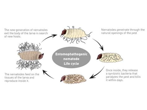 Steinernema feltiae | Beneficial Insects for Cannabis | Plantsman