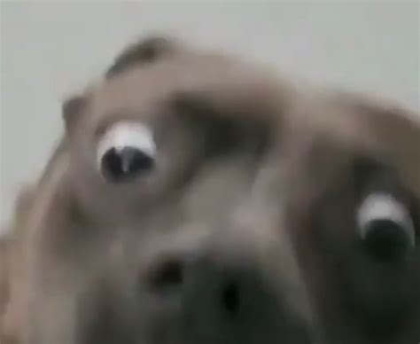 Surprised Dog Blank Template - Imgflip