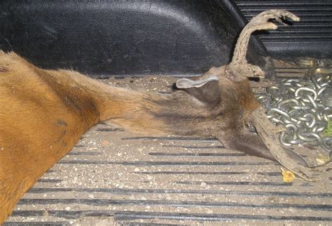 Nasty stuff hunters find on and in their deer: Oozing green gunk, huge warts, parasitic insects ...