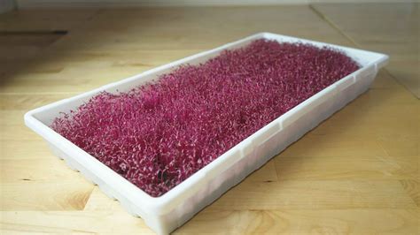 Amaranth Microgreens for Sale in Denton & North Dallas | Greenfin Farms