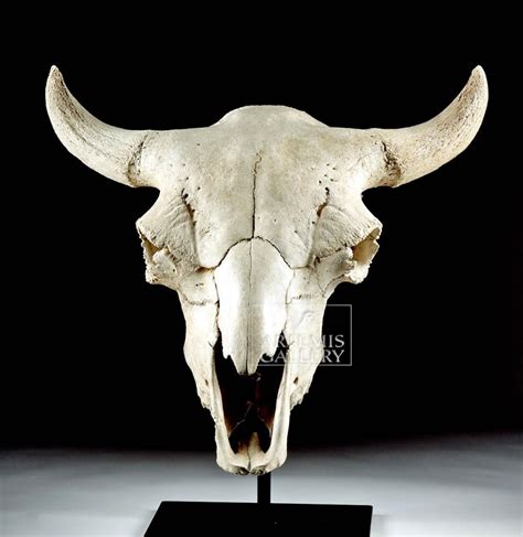 Sold Price: Fossilized American Bison Skull - June 4, 0119 7:00 AM MDT ...