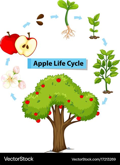 Diagram Showing Life Cycle Of Apple Royalty Free Vector | My XXX Hot Girl