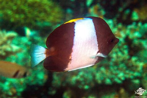 Black Pyramid Butterflyfish – Facts and Photographs